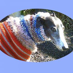 Socks, showing off the greyhound snood